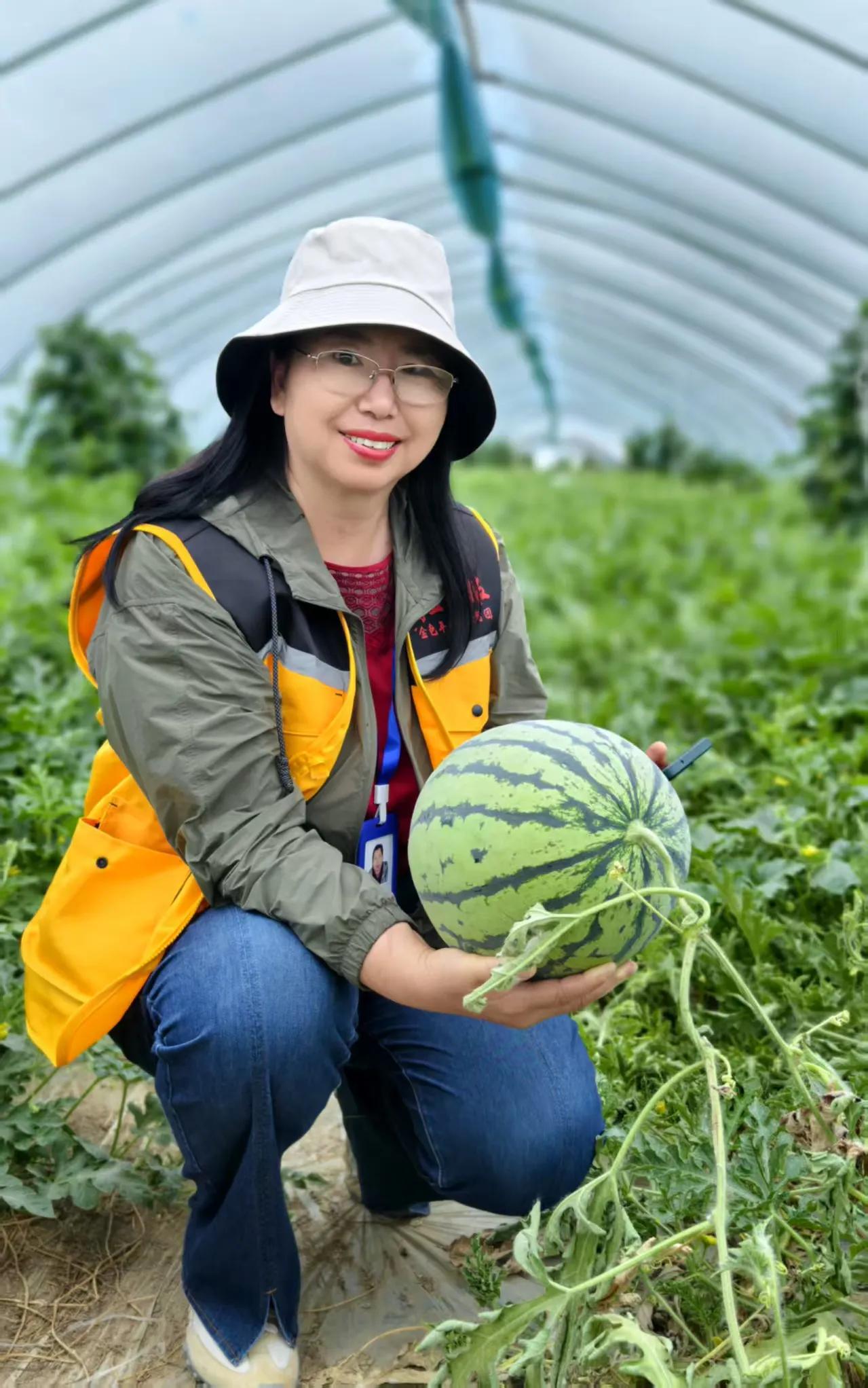 美丽的夏邑8424西瓜！昨天我去了趟河南夏邑县旅游，在参观了长寿阁和彭雪
