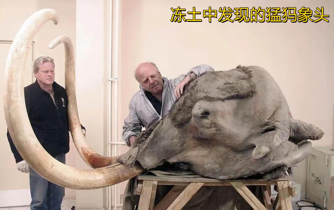 大象其实不止在南方有，在我国东北、内蒙等地也曾有种巨型大象，与古人类共存过，直到