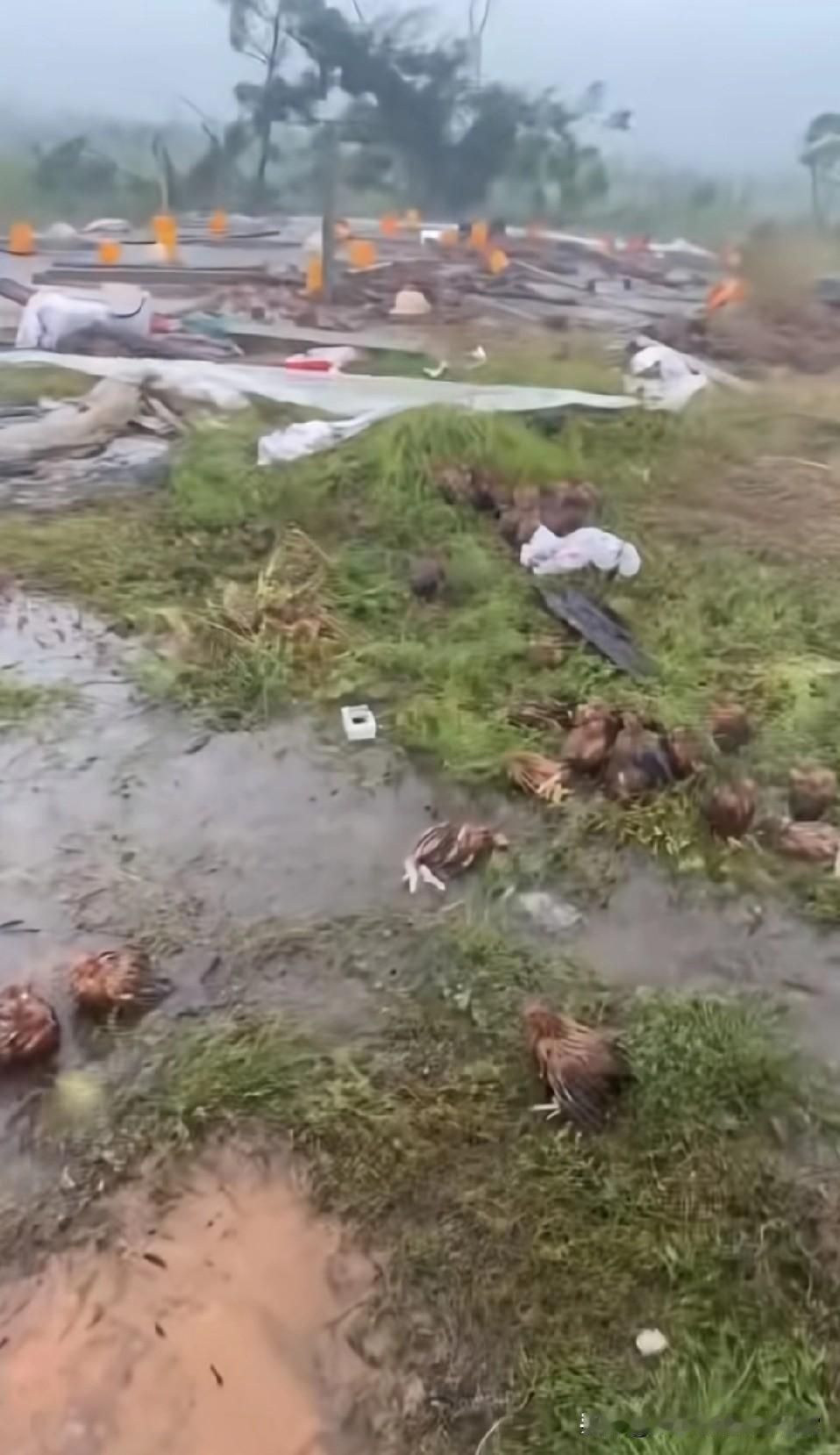 台风把文昌鸡全部吹走啦！台风在海南文昌擦了个边，却把养鸡大户的家当“一窝
