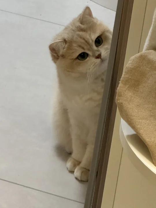 这种金毛绿眼睛的猫是不是心眼子都很多？