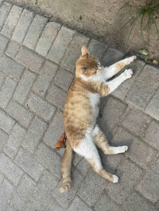 我崩溃了     谁能相信，刚生过5天的母猫就发情，被4只近乎疯狂的公猫控制