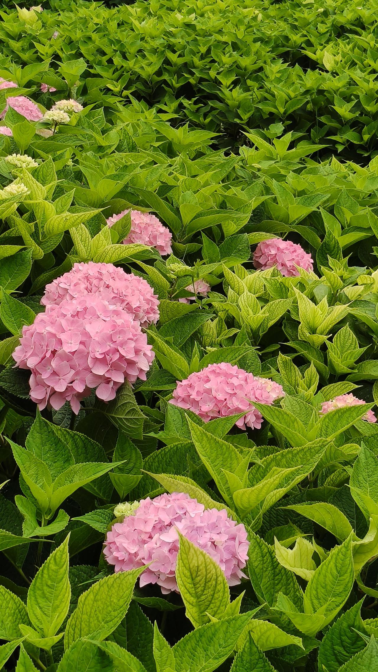 千年浮屠花事深——小雁塔赏绣球花记暮夏已尽，白露将至。清晨