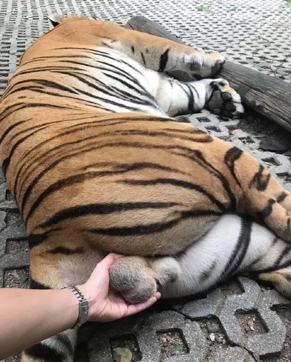 《西游记》其实很污！你看小雷音寺里黄眉大王用的什么兵器：软短狼牙棒。他的宝贝是