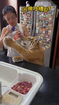 给小老虎准备吃的：小老虎依偎在人类的旁边，挖出一勺白色的粉末，应该是补充钙之类的