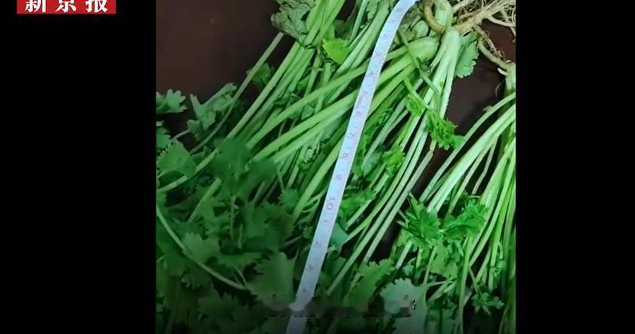 江苏徐州，一名男子的网店卖出去一份8.59元的香菜，在上海的买家收到货后，以香菜