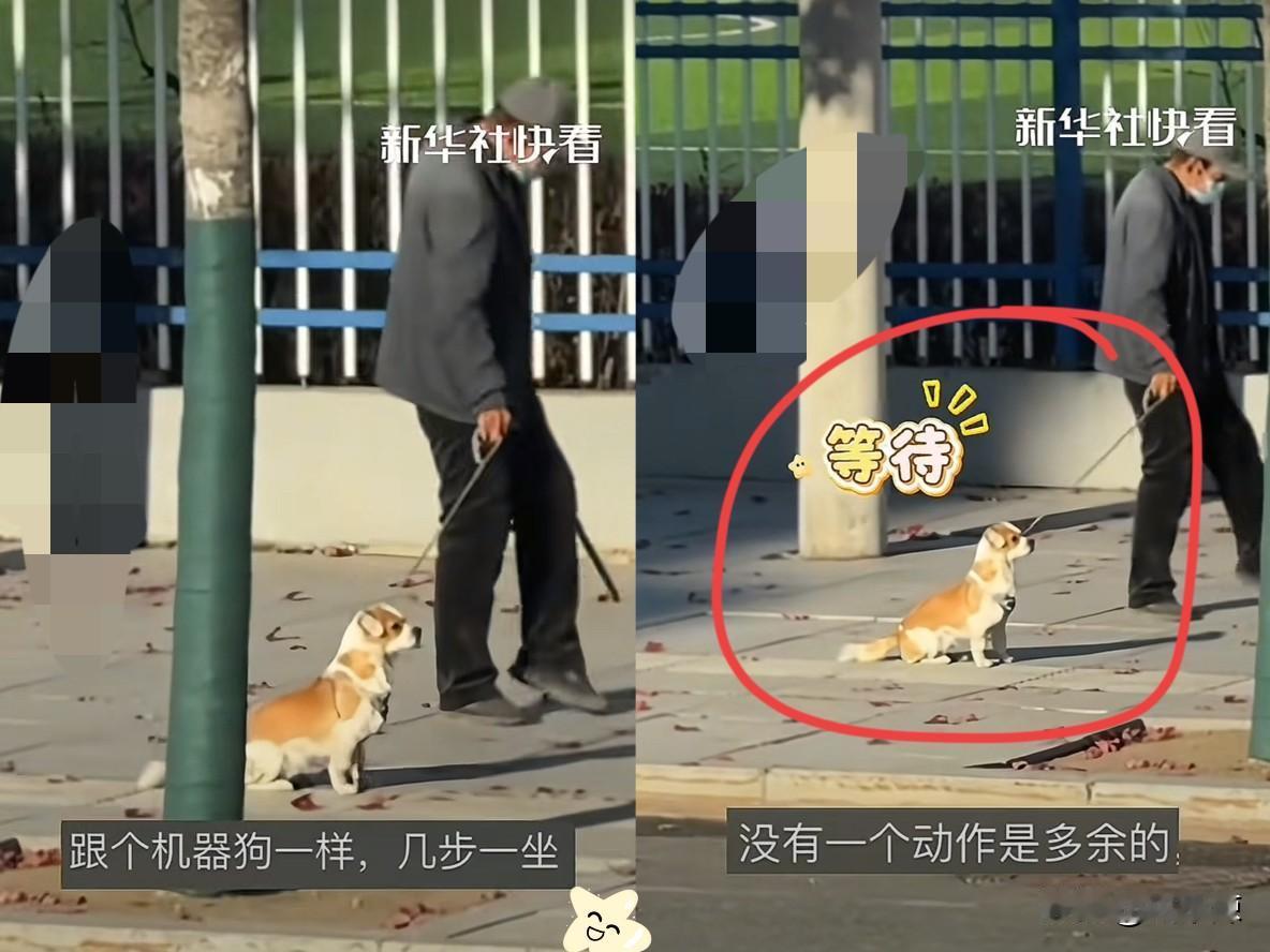 直接火到了新华社！生病老人牵着狗狗散步，小家伙跑两步就稳稳扎在原地，我一开始还打