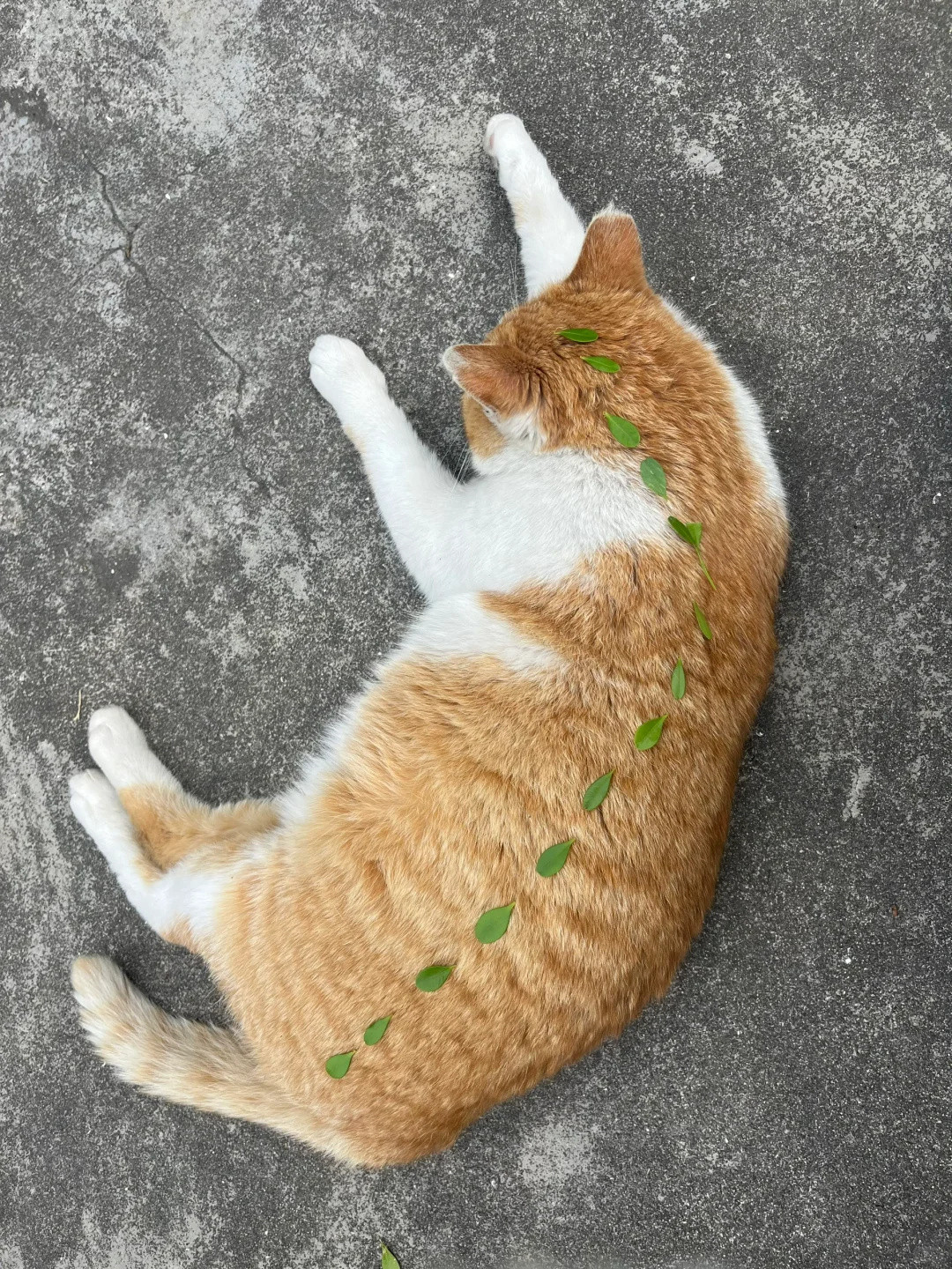大学里的猫，特别信任大学生的​​​​​
