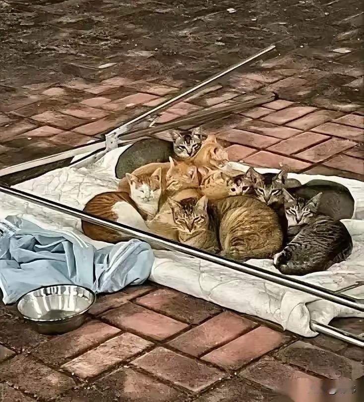 只见一大群流浪猫都蹲在她的被子上，这样一来，虽然可能变脏，但也不会再被风吹走，原