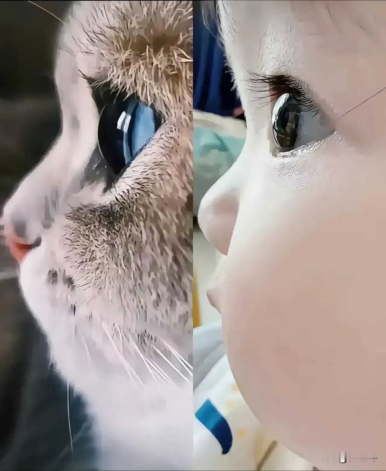 那么多的宠物，为什么很多人现在都喜欢养猫？这就是答案。猫咪的眼睛，明亮的时候
