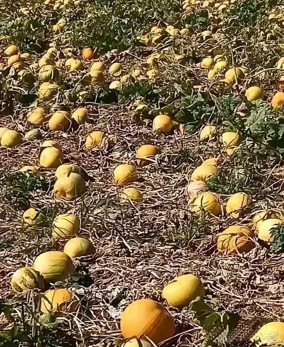 路过一个村庄的不远处看见地里有许多圆圆的好像瓜一样的东西，不过这瓜都黄了但没有瓜