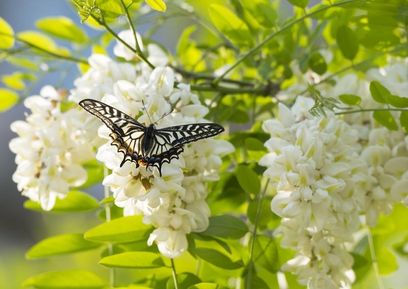 和一群同事去槐树林采槐花，我在树上摘得正起劲儿，手机突然响了，是老婆打来的。我便