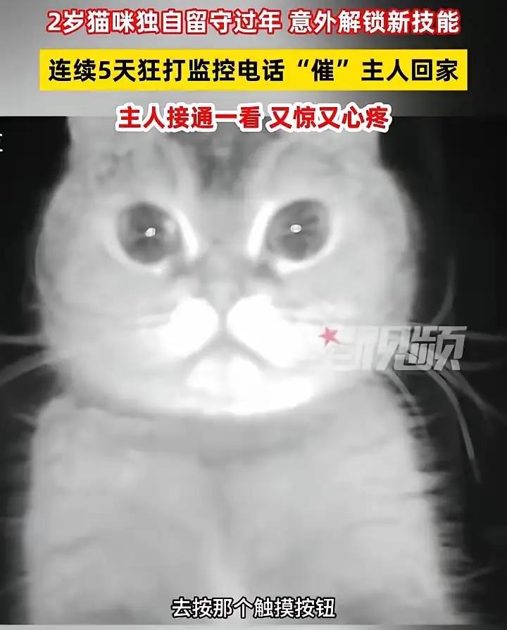 猫咪自带“呼叫中心”，宁波女子过年回东北竟被小猫“连环打电话”过年回家，大家