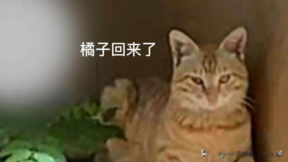 头天傍晚把他赶去大街消失不见、我后悔到失眠——第二天，奇迹般发现，他又回来了