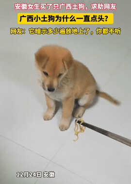 太有灵性了！安徽，女子喂小土狗东西，狗子不仅不吃，还一直点头，女子纳闷就求助网友