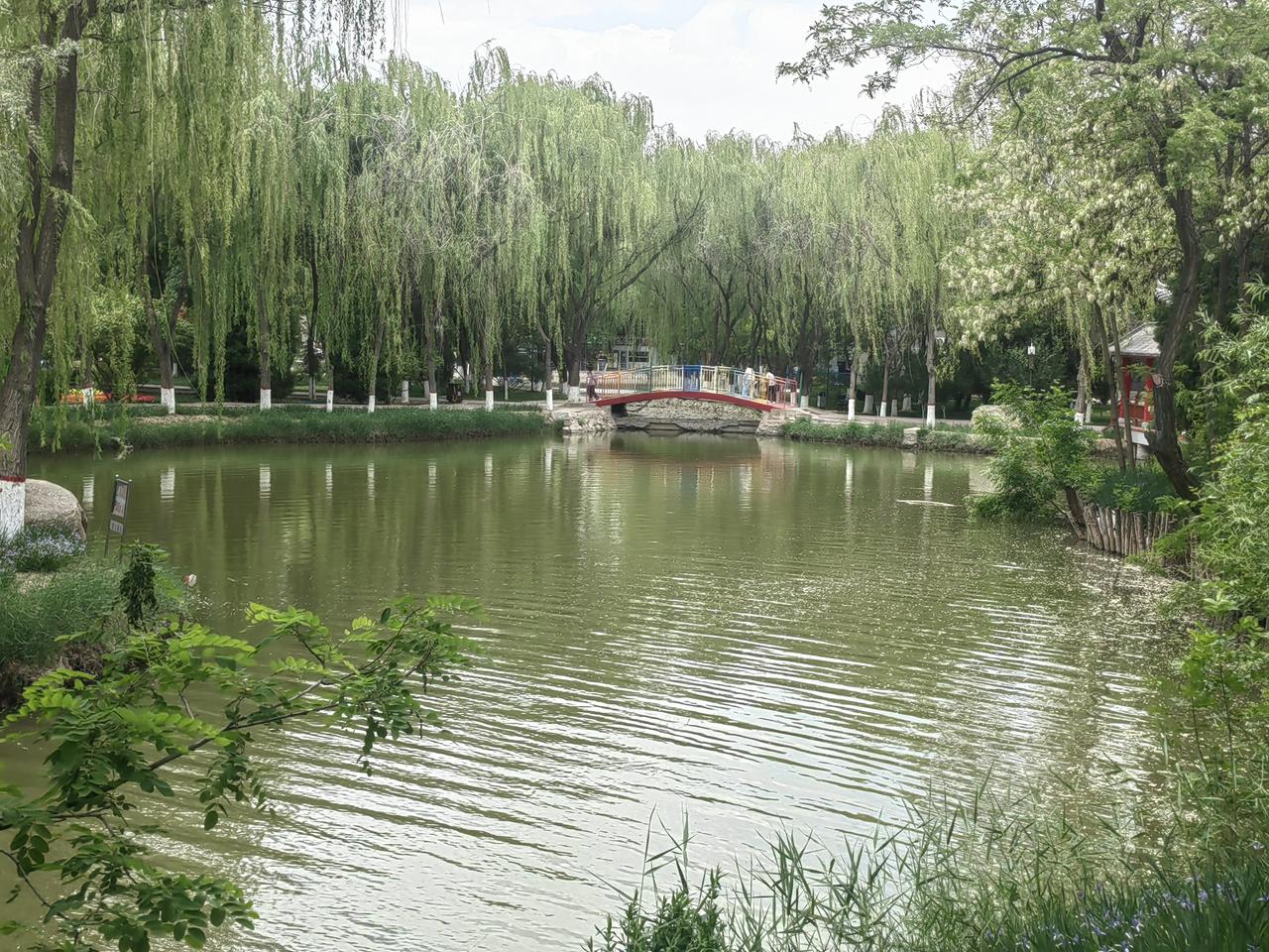 5月中旬，立夏过后，去了趟银川中山公园，那景色简直绝了。园里的芍药花都开得正艳，