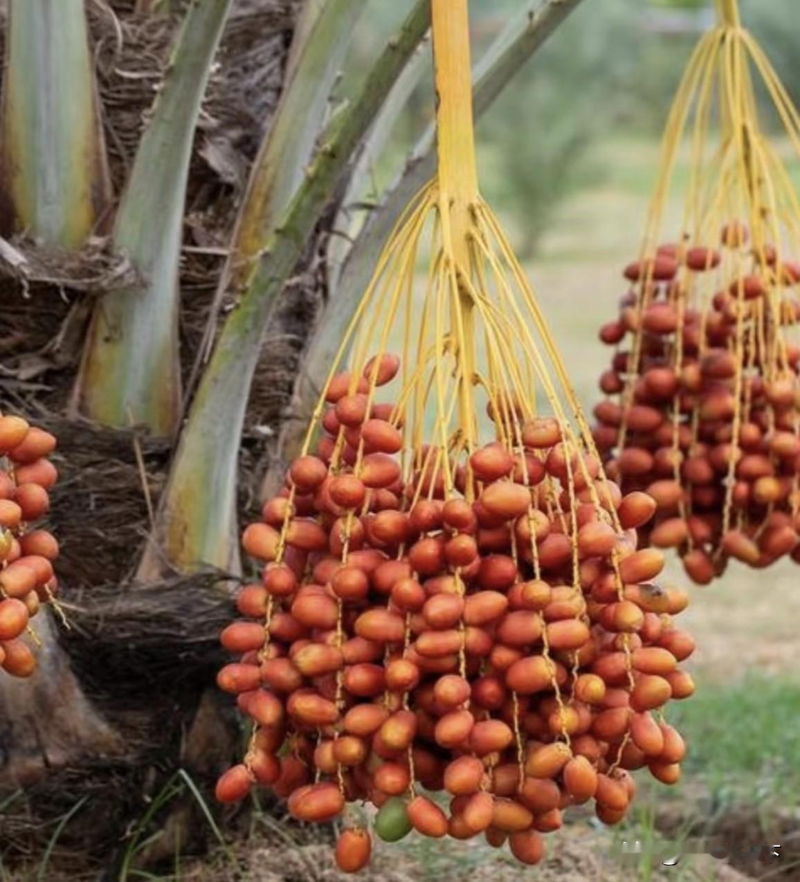 埃及在沙漠种植椰枣，改善了恶劣环境，甚至靠出口赚取了数亿美元，反观我国，2019