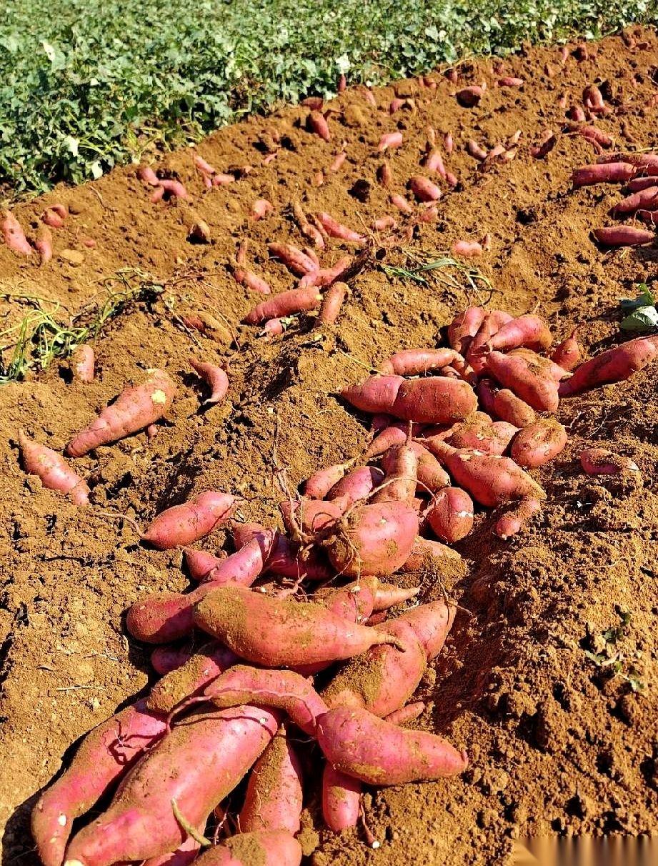 我真的一肚子火。回老家，发现自家那块荒了好几年的地，居然被人给“占”了，整整齐