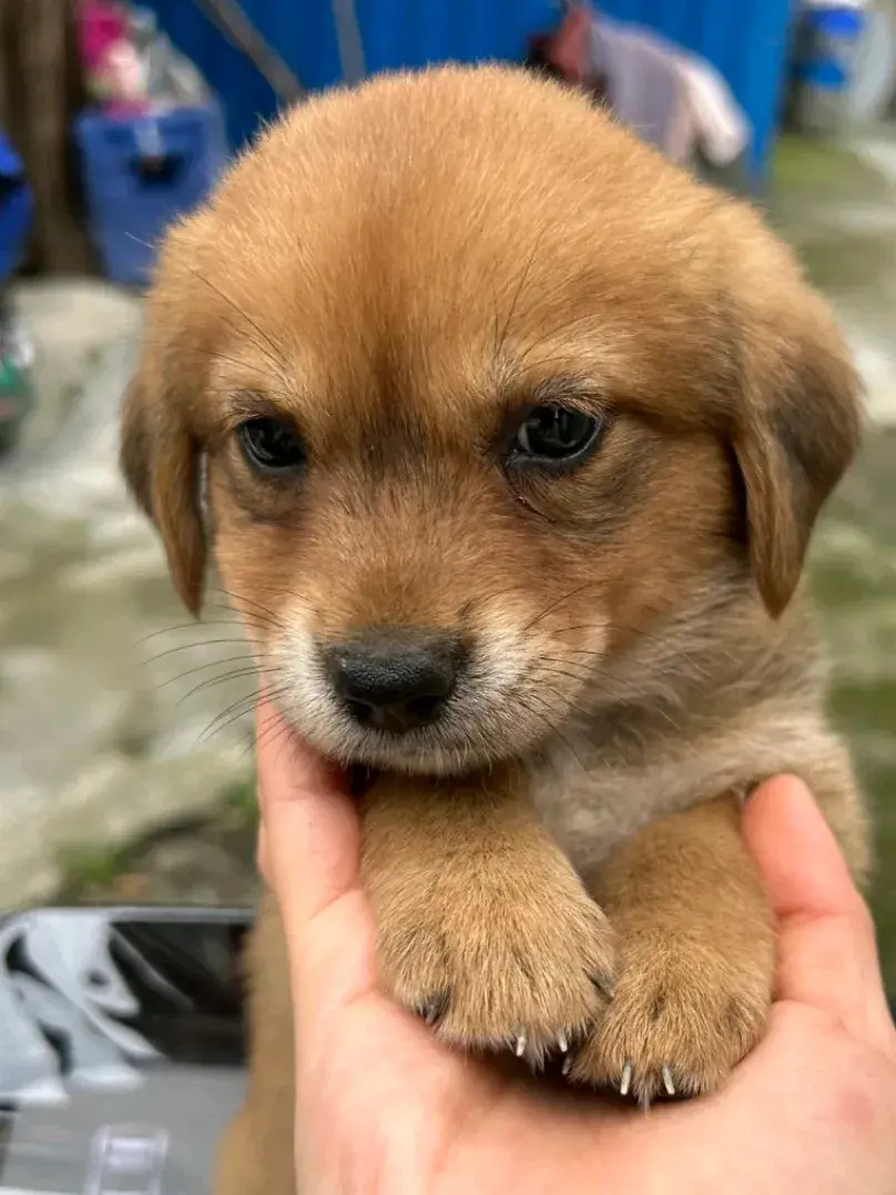 小狗的眼眸，温柔而治愈。