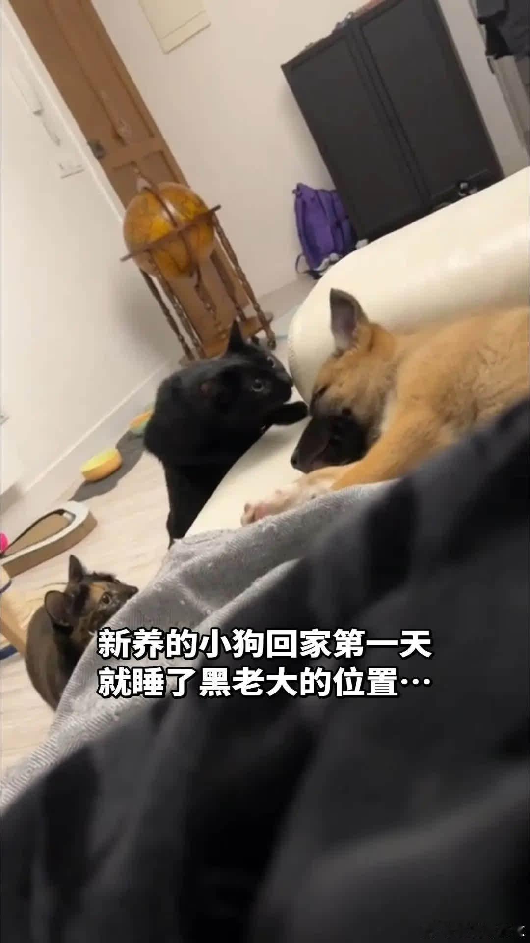 黑老大感觉它的家庭地位受到了挑战萌宠宠物