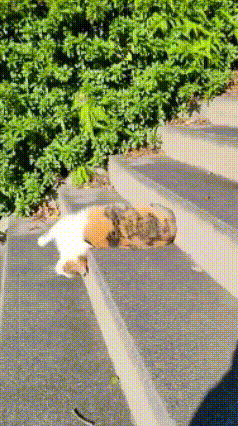 流浪猫躺着滑下楼梯，越看越不对劲！见过各种猫咪下楼梯，却第一次见到这样的流