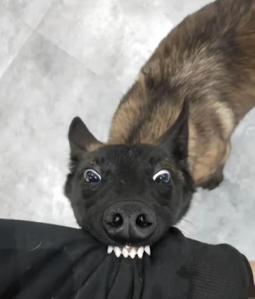 我表哥最近干了件“大事”——把家里养了半年的狗，放生到户外了。​不是送人，不是