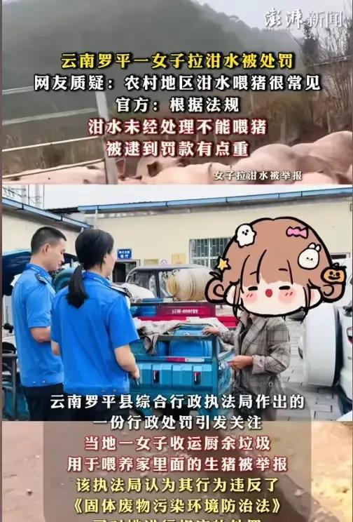 近日，云南罗平县一女子因收集厨余“泔水”喂养自家生猪被举报而遭到了当地主管部门的