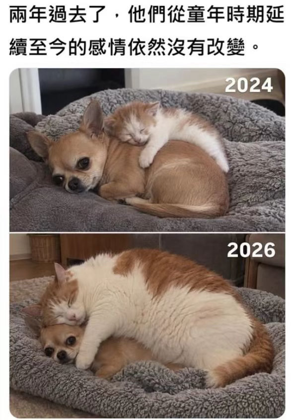 大狗​​​