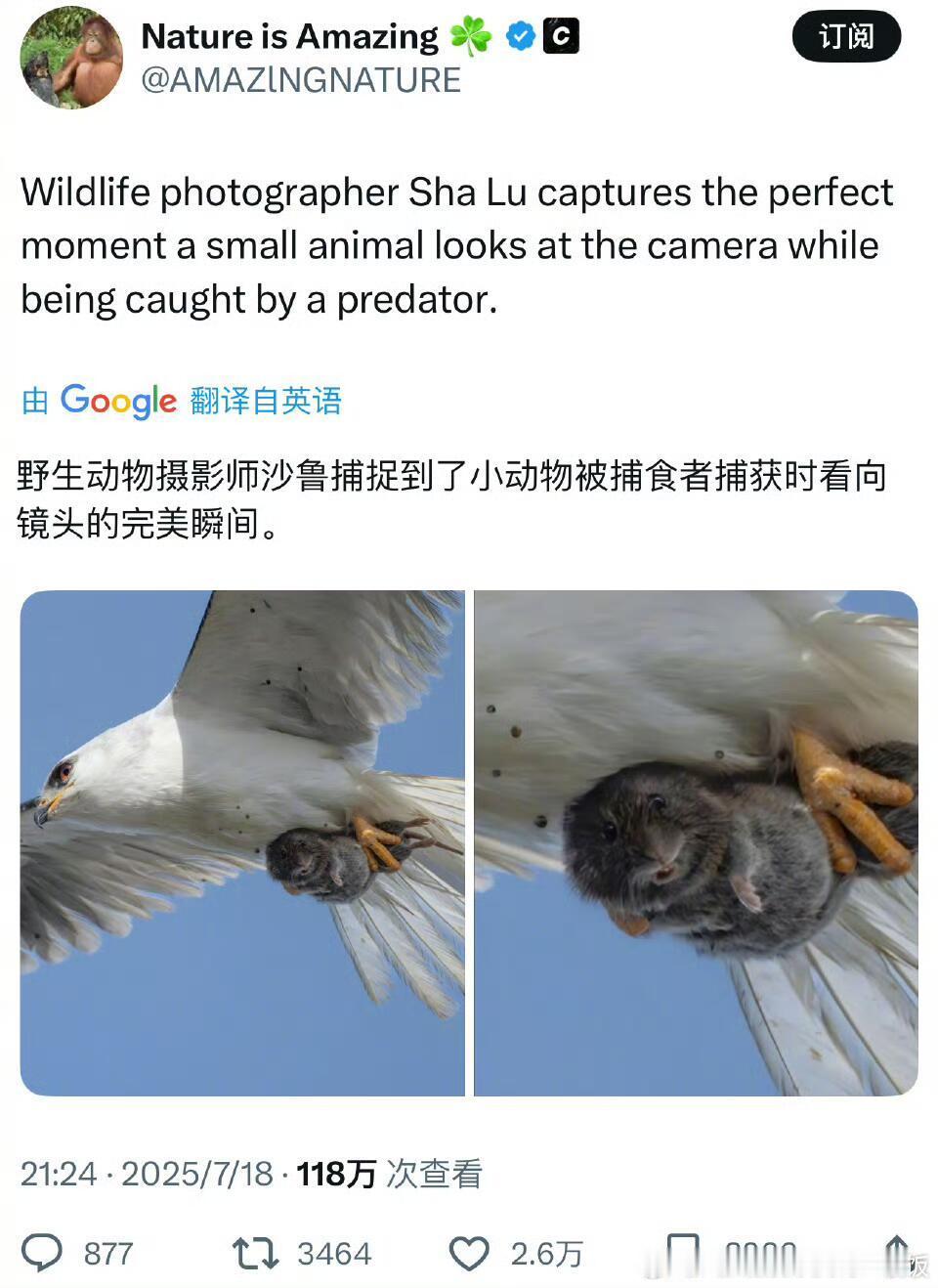 鼠鼠绝望的眼神ʚ🐭ɞ​​​