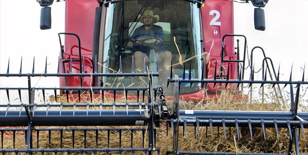 澳大利亚天塌了在加拿大总理卡尼上周访华之后，一家中国进口商购买了一批加拿大油菜