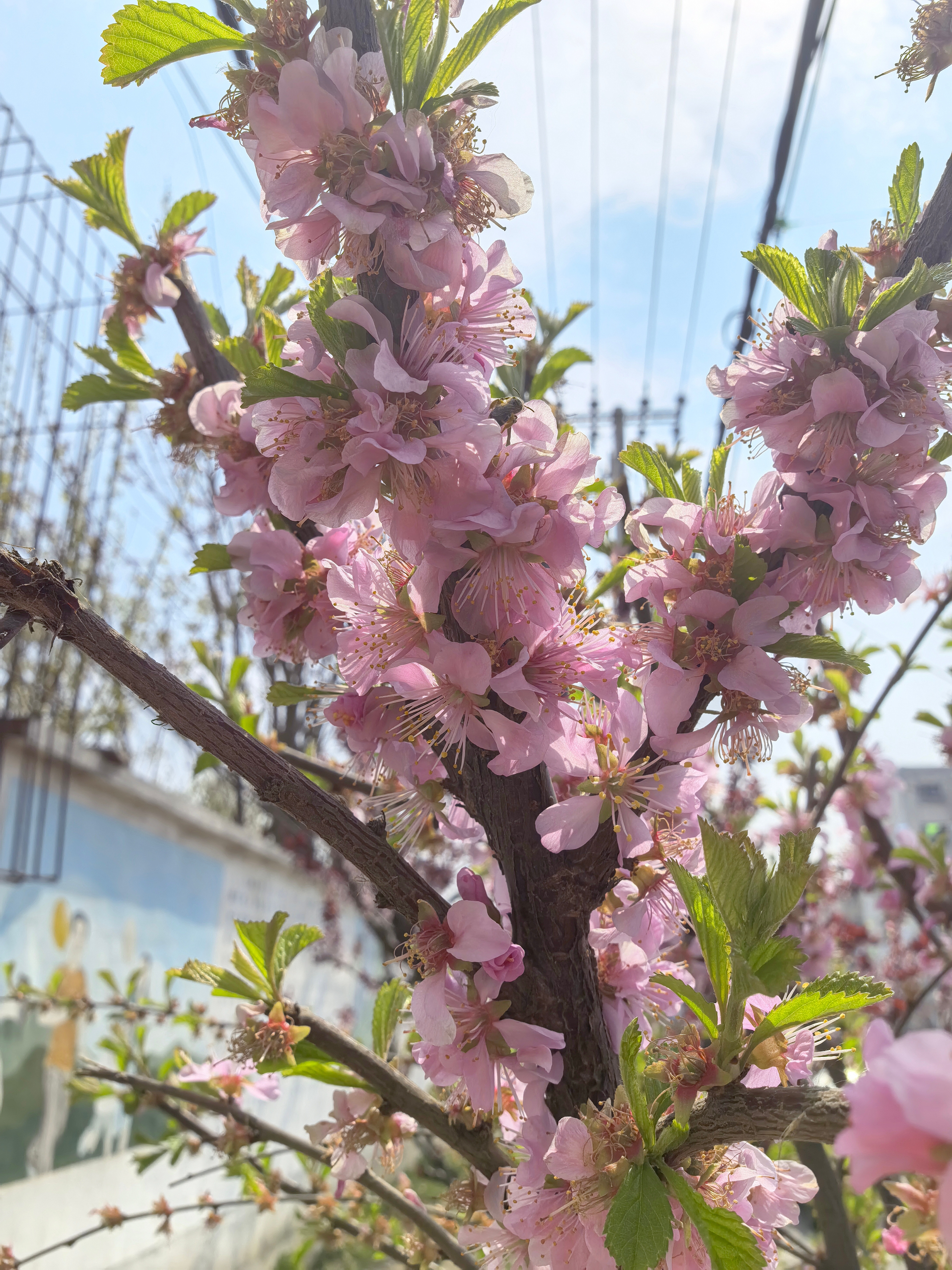 日常沿途风景真好看，车窗外是流动的画，让镜头定格这一瞬间记录一下美丽的时刻~