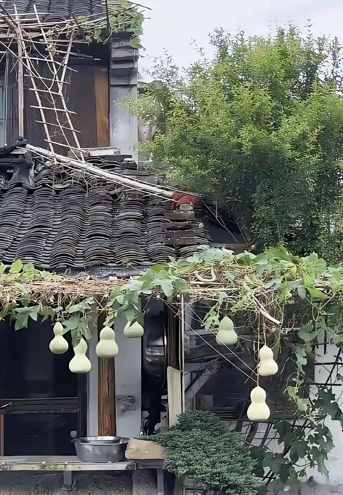 绍兴书圣故里的“葫芦爷爷”火了，自家屋檐下挂着七个葫芦，被网友联想到葫芦娃，迅速成了网红打卡点。一时