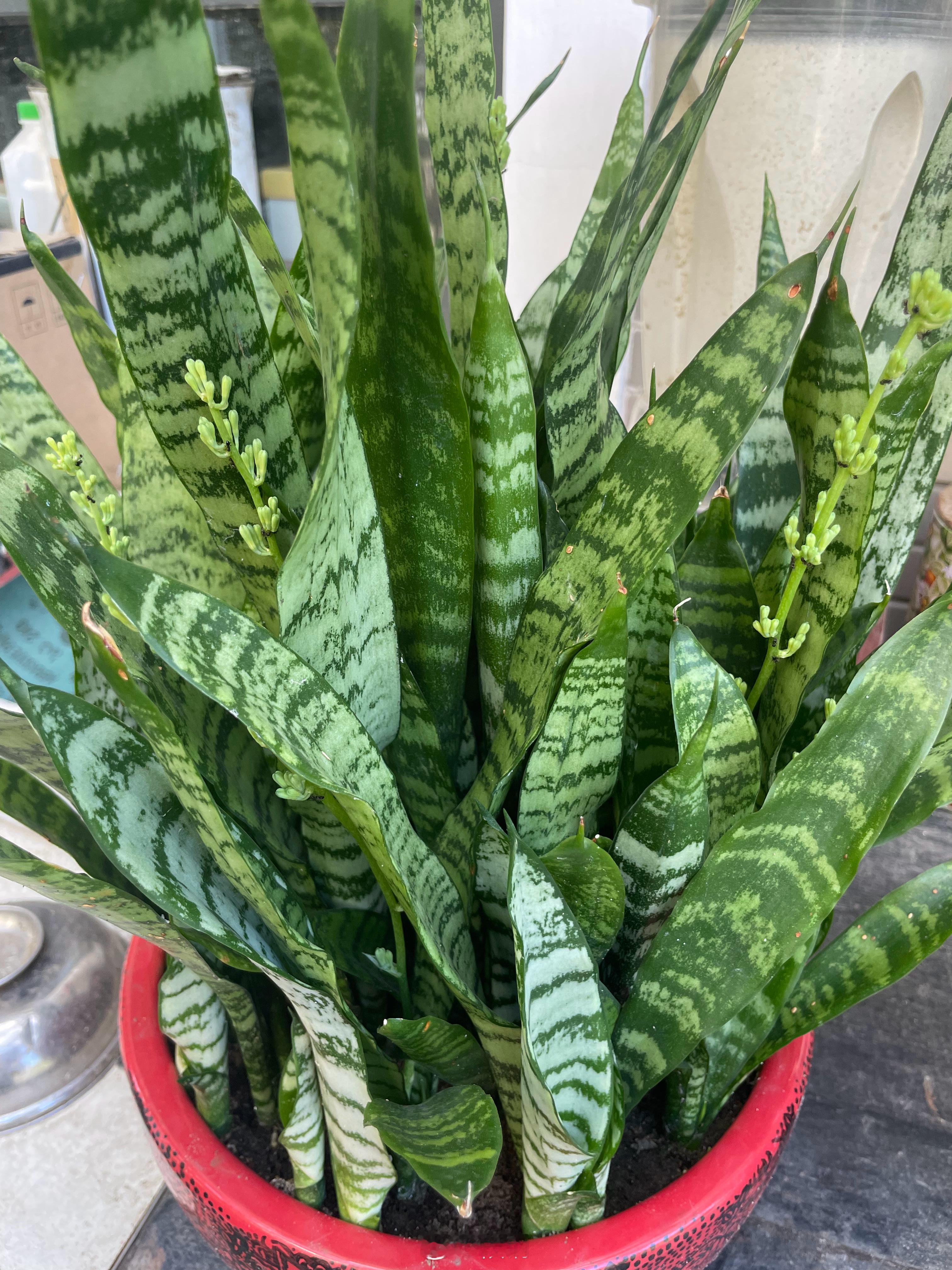 虎皮兰开花。养花养花只管去开花