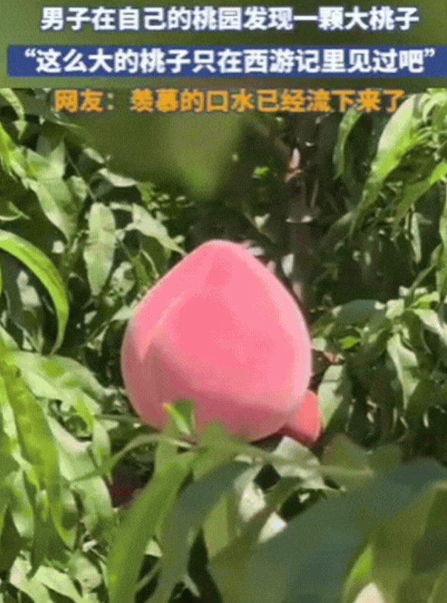 彻底解释不清了！山东，男子去果园摘桃子，不料，竟然发现了一颗大桃子