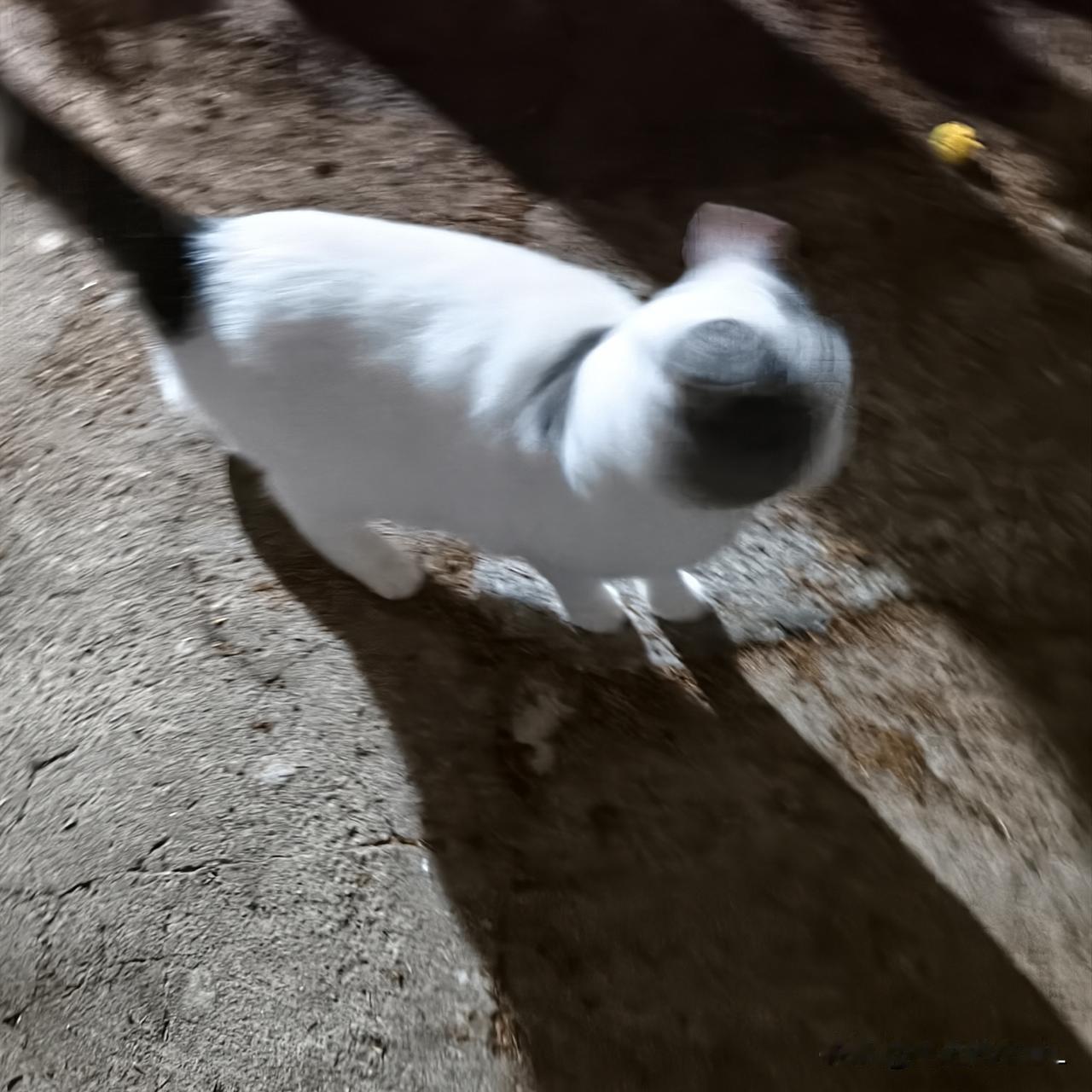 第一次遇见不怕人的奶牛猫。昨天晚上带小闺女回家，在门口遇见它。我喊一声咪咪，它也