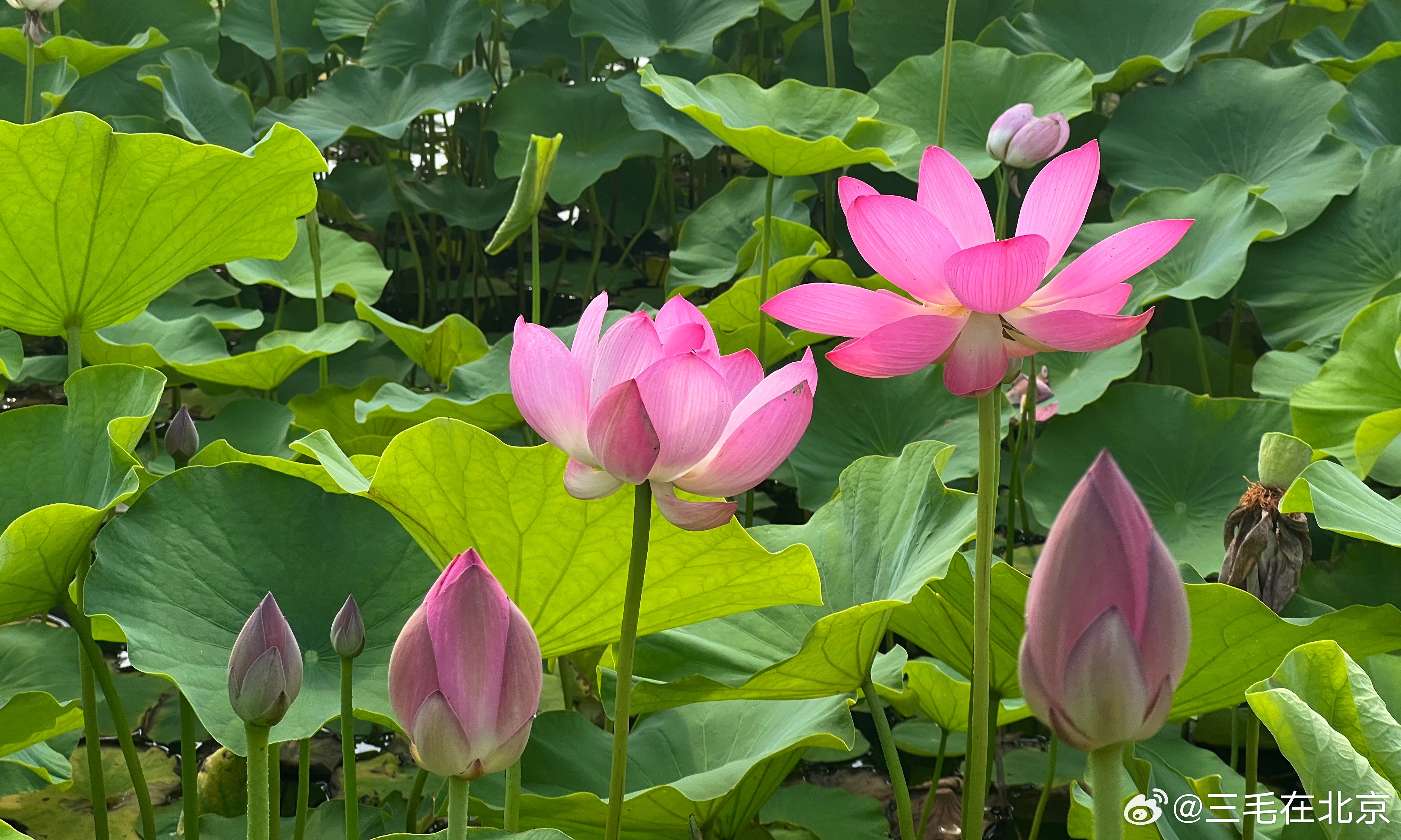 圆明园外扇面湖荷花盛开摄影​​​