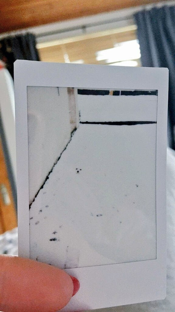 下雪天给小白狗拍的拍立得照片海外新鲜事热点现场
