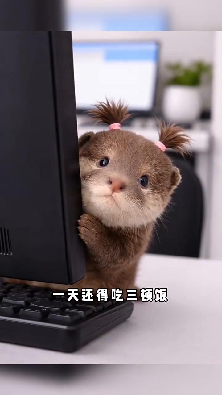 捡只小水獭。这小家伙是那天我去公园溜达给捡回来的，是一只流浪的小水獭。这也太小