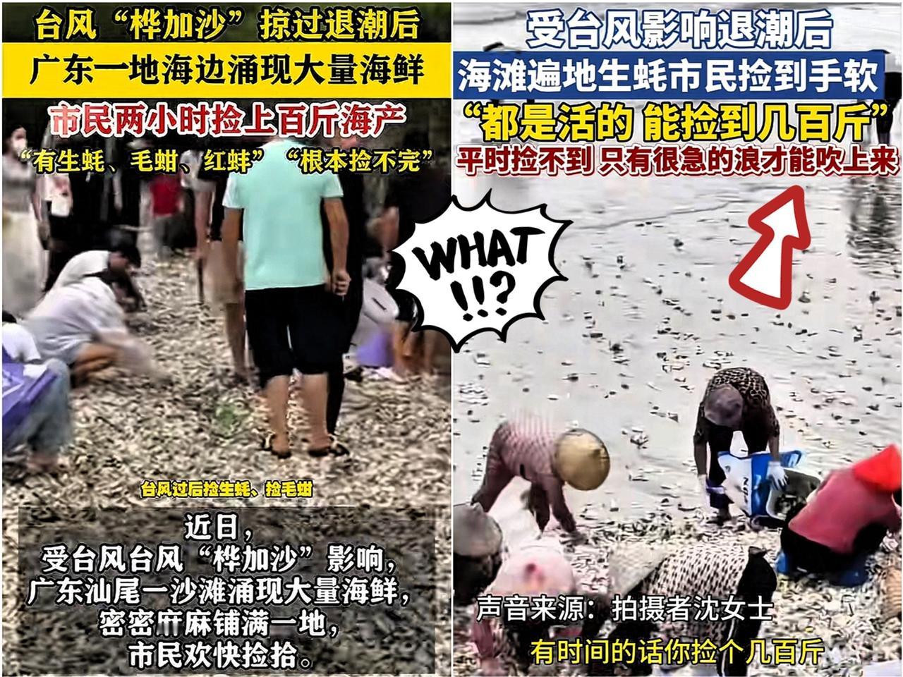 终于搞懂了！台风过后不让捡海鲜，根本不是怕大家占便宜，而是……这背后的门道
