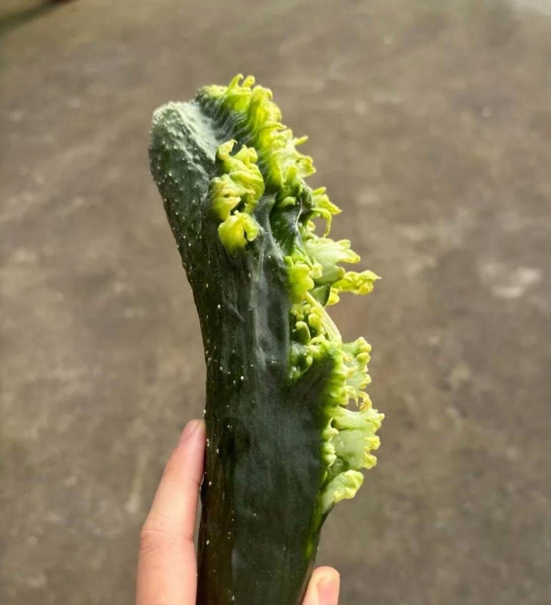 是黄瓜忘记喝孟婆汤了吗