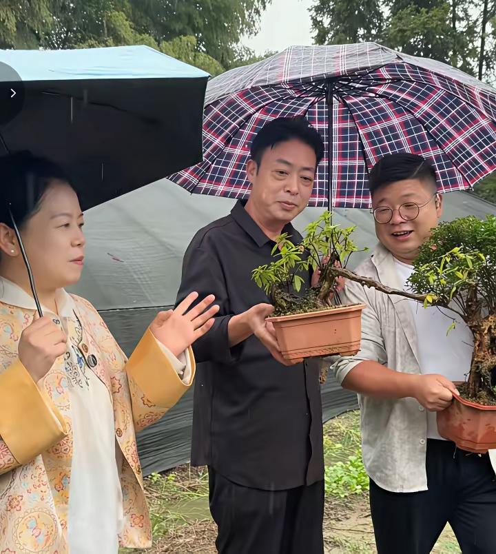 二八换子事件，许敏追查真相，追查真相的许敏，在节日里冒雨进山，去找新的绿植。这
