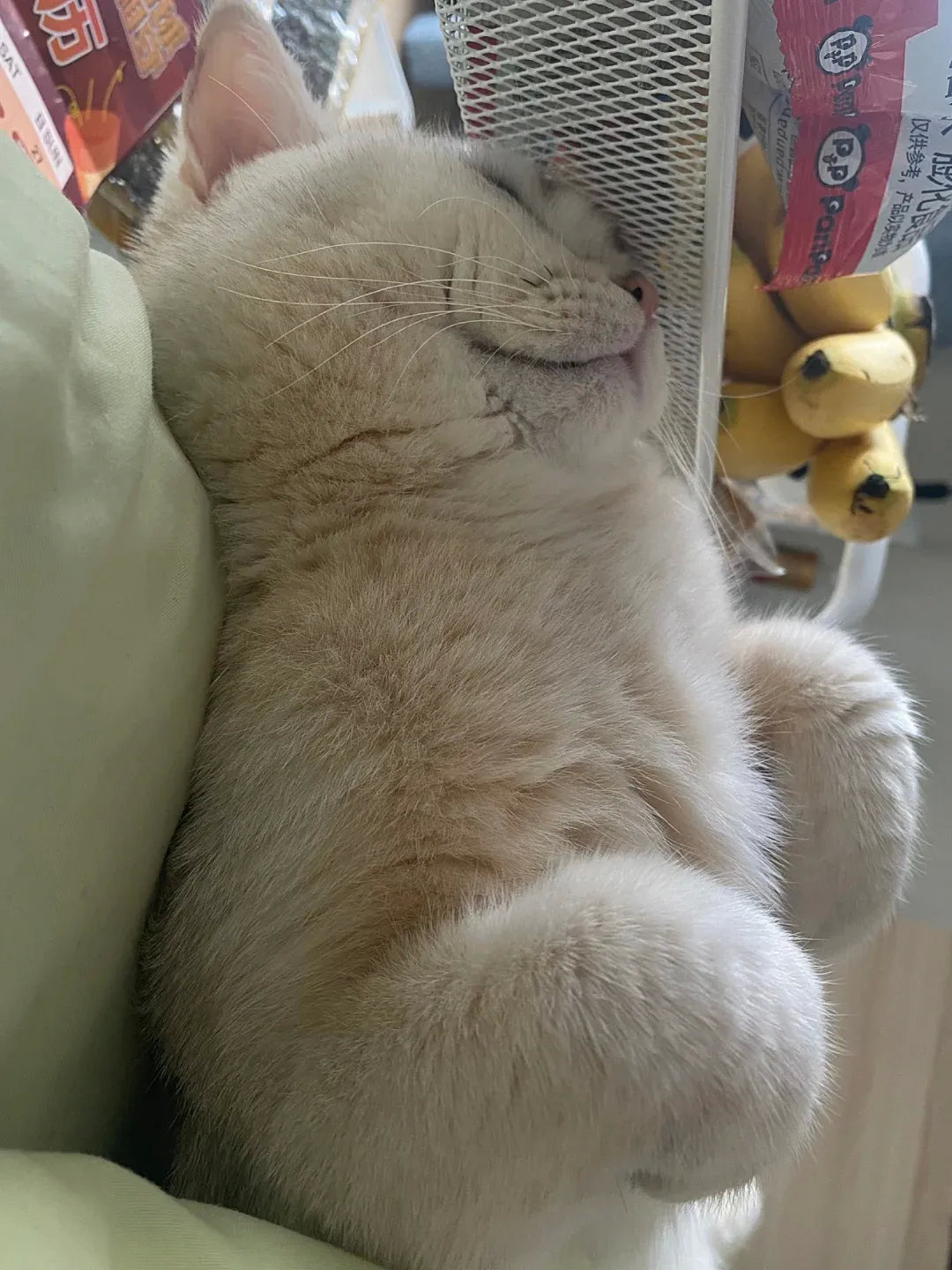 有能力的猫从不抱怨大环境