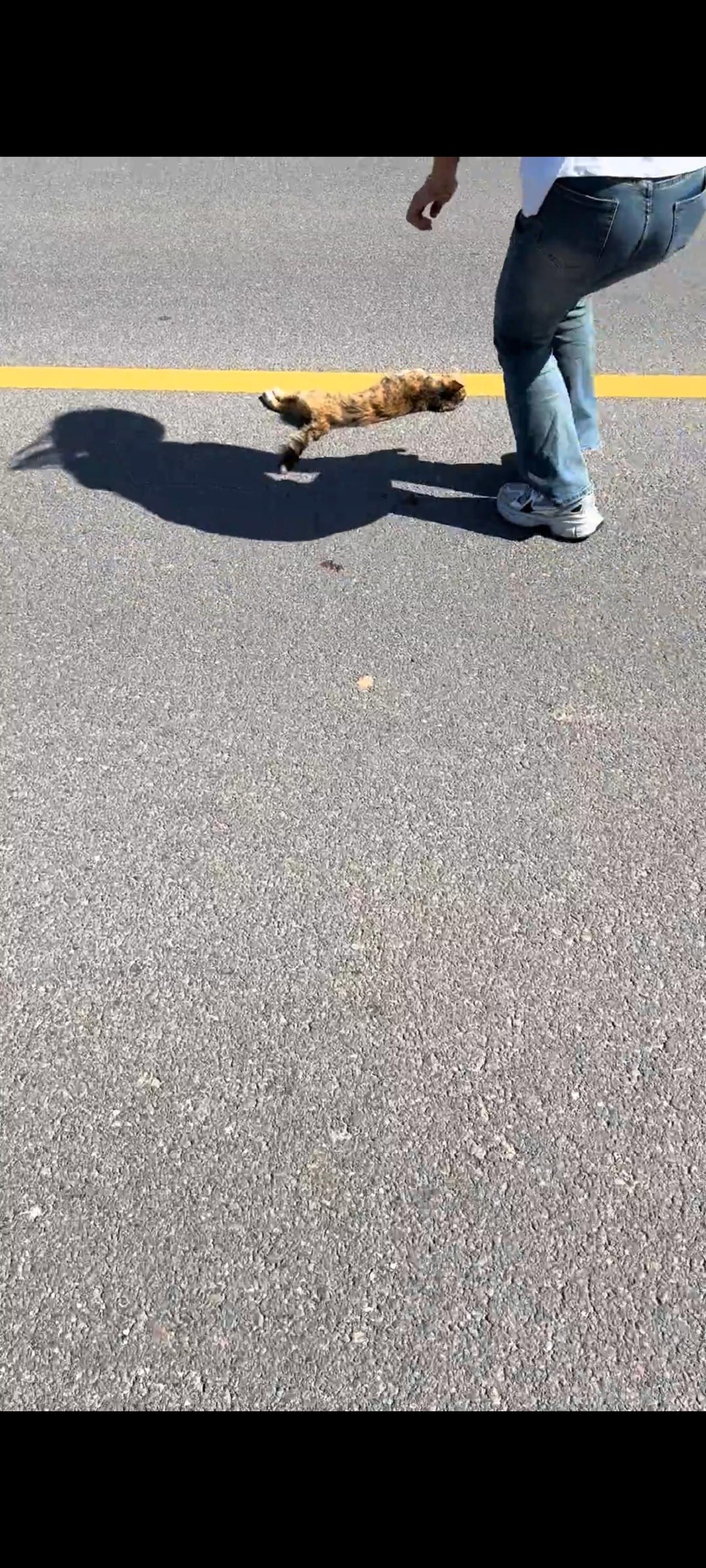 非常的很不幸，以这样一种方式遇见你，这只可怜的母猫在过马路之际，突然一个不小心，