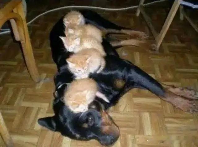 零耗电、纯绿色、生物发热→狗毯