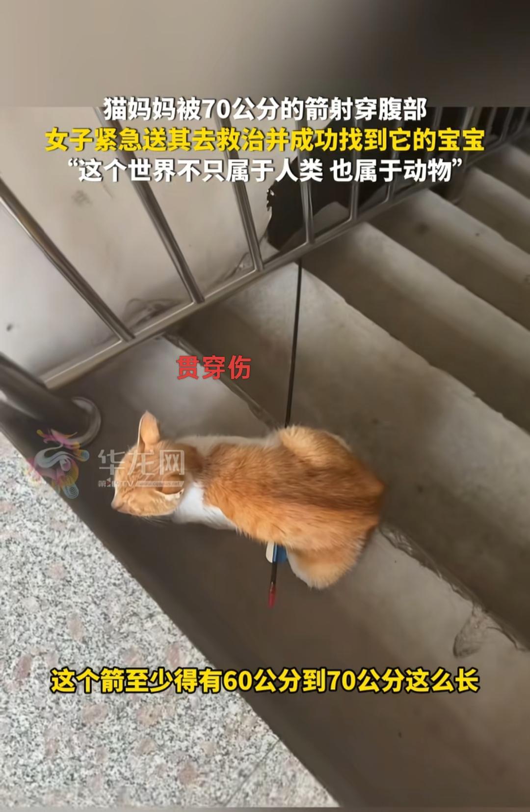 泪目！河北，一只刚生产完的猫妈妈，竟遭人用一支70公分长的箭残忍射穿腹部，浑身是