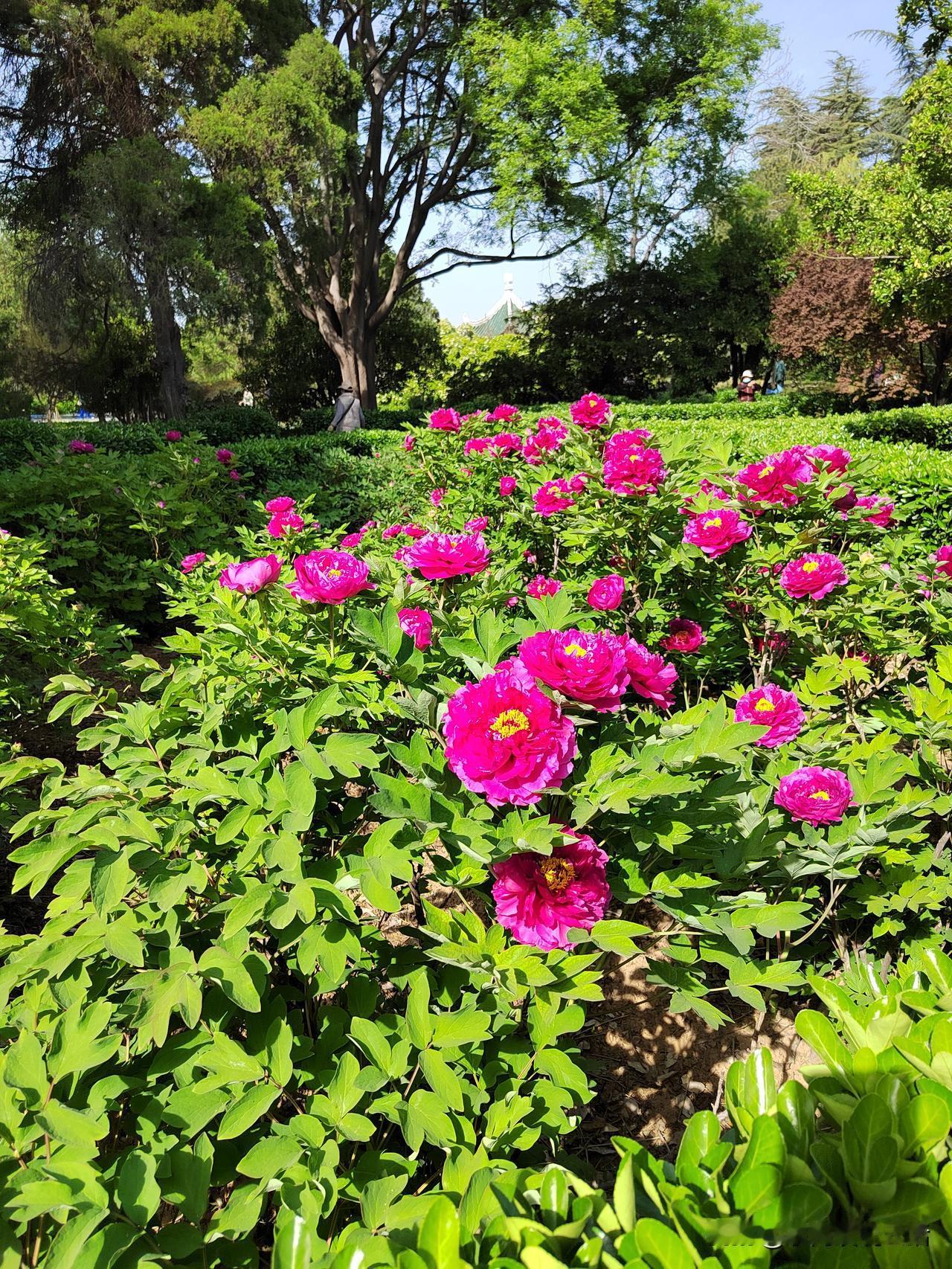我的退休金根本花不完！退休后，我彻底躺平了，因为我的退休金高的离谱啊！我再不