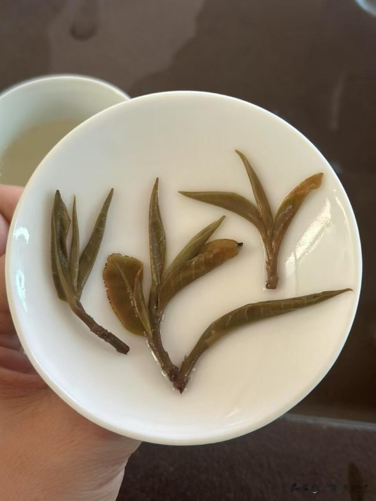 普洱茶中站茶喝过吗？只有曼松古树贡茶才能立起来？很多茶友看普洱茶之家介绍曼松
