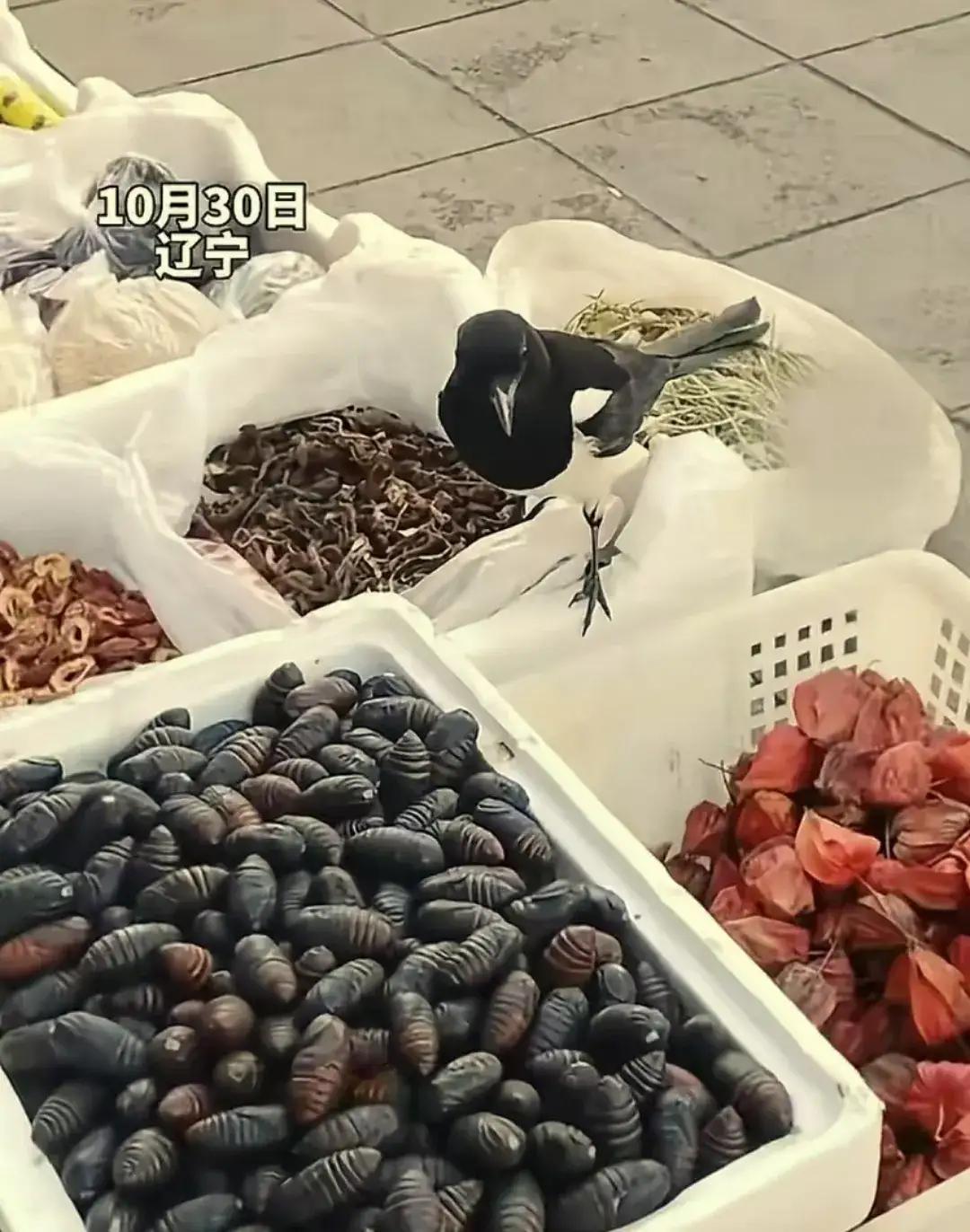 “人善被喜鹊欺”？辽宁沈阳一大姨摆摊卖菜，摊位每天都会来一只喜鹊吃东西，还专门挑