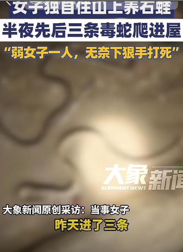 “胆子真大！”9月湖南永州，一女子在山坳里看管石蛙，睡前检查房间时突然发现三条剧