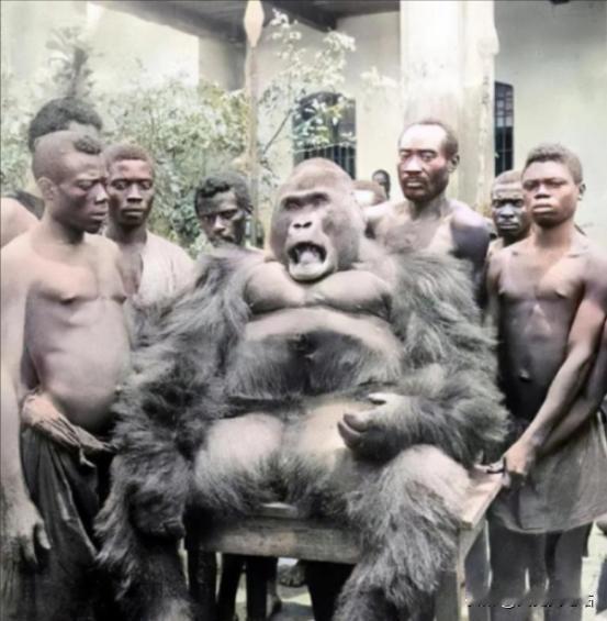 1932年，在非洲刚果某个部落，一群黑人捕捉了一只体型庞大的黑猩猩。这群部落里的