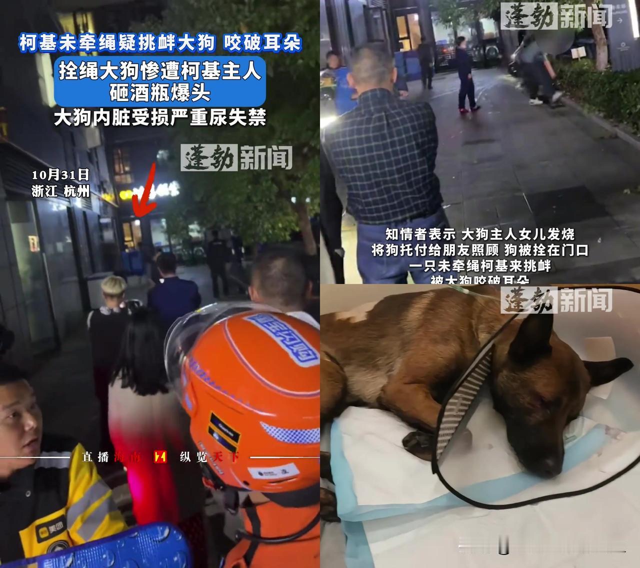 拴在门口的狗没招谁没惹谁，居然被酒瓶砸到惨叫到尿失禁？这事比狗咬狗更让人后背发凉